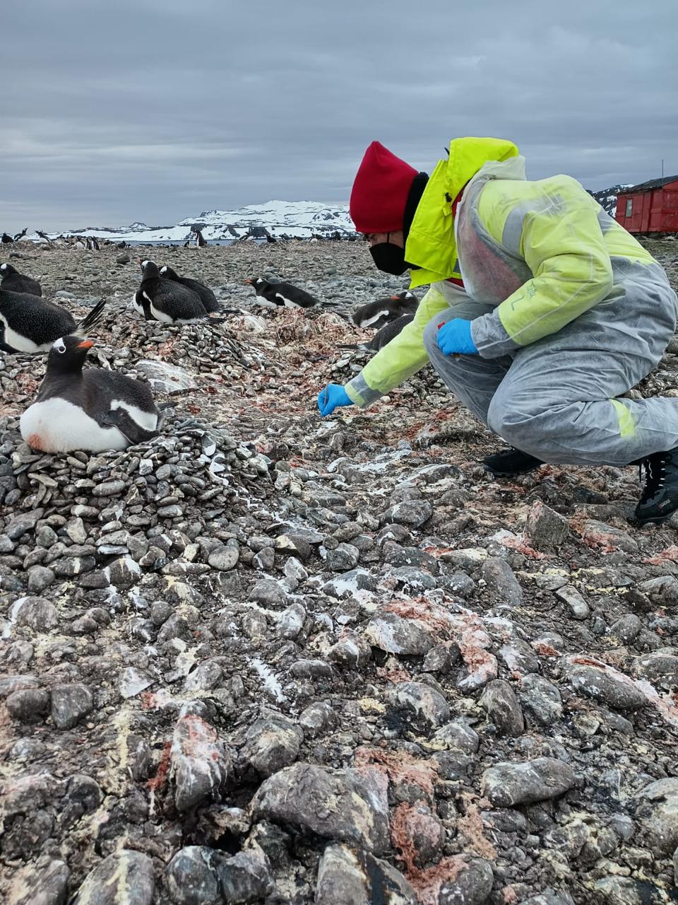 Plan de Vigilancia en la Antártida liderado por Chile: Detectan Influenza Aviar Altamente Patogénica en la Región