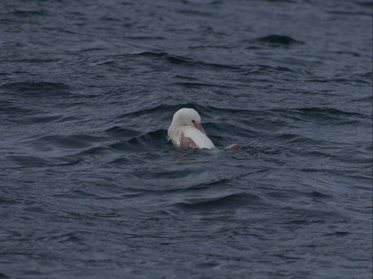 Primer registro de pingüino de Humboldt albino en Chile documenta hallazgo inédito en Biobío