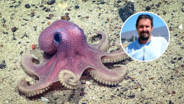 Descubren nueva especie de pulpo en el Pacífico nombrada en honor a académico chileno